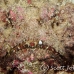 stonefish_reef_nus_h_0705_png1844.jpg